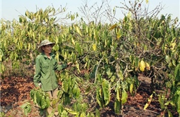 Đắk Lắk: Tăng diện tích cây trồng khô hạn 